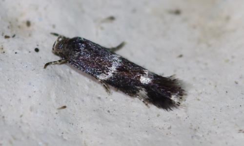 Elachista sp.